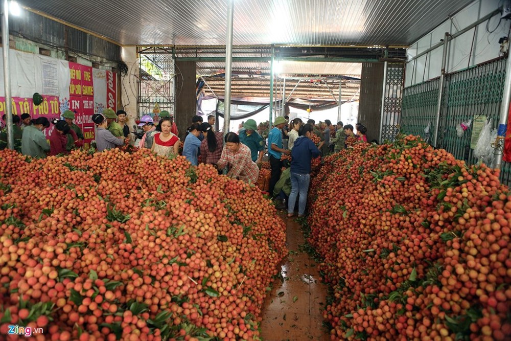 Hoa quả Việt yếu khâu chế biến và đóng gói sau thu hoạch là lý do dẫn giá rẻ